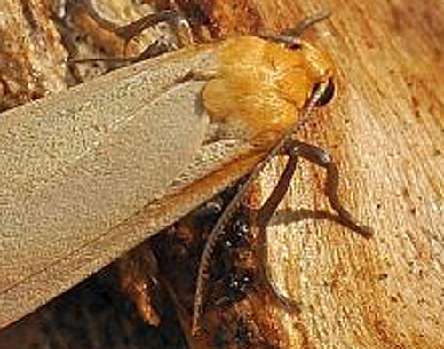 Eilema depressa? S�